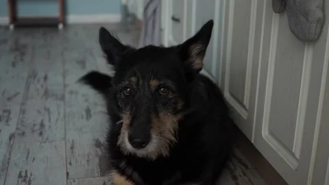 A close up of a dog looking at the camera Stock Footage 157775276