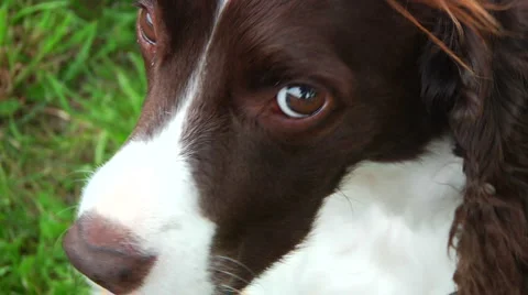 Close up of Dog Looking at Lens Stock Footage 888697