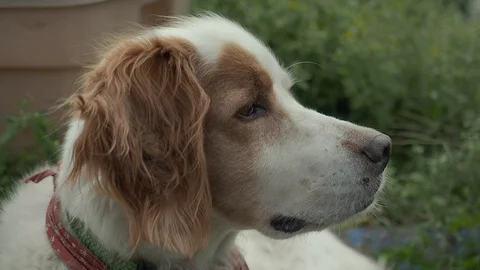 Close-up of dog looking right, looks into camera then looks away, daytime Stock Footage 102401764