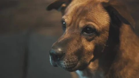 Close up of a dog looking to the side, then straight into the camera Stock Footage 137913479