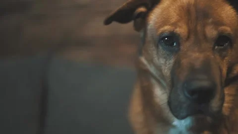 Close up of a dog looking straight into the camera Stock Footage 137913341