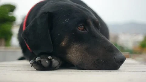 Close-up of a dog lying on the asphalt Stock Footage 260265407