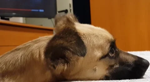 Close up dog lying bed Stock Footage 159642649