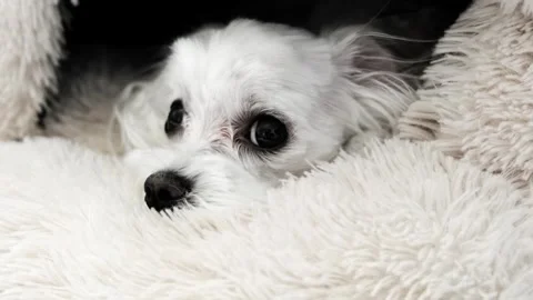 Close-up of a dog lying on a bed. Maltese. Stock Footage 269959305