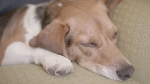 A close up of a dog lying down and looking at the camera Stock Footage 155357547