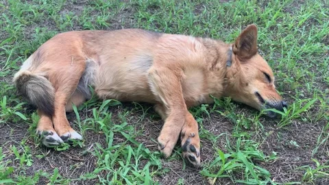 Close-up dog lying on the grass breathing heavily. dog sleep anxiety Stock Footage 311678699