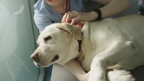 A close-up of a dog lying on a table during an ultrasound diagnostic procedure. Video stock 246361386