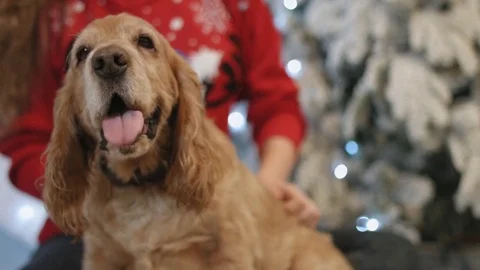 Close-up of the dog next to the Christmas tree Stock Footage 83518702