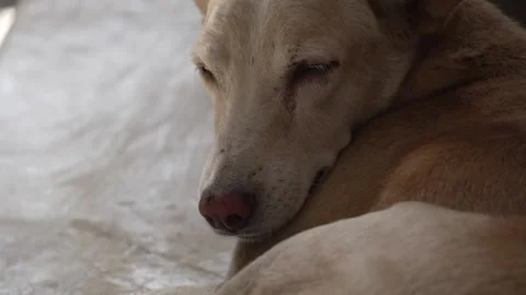 Close-Up of Dog Nose and Lips Breathing Footage Stock Footage 320363103