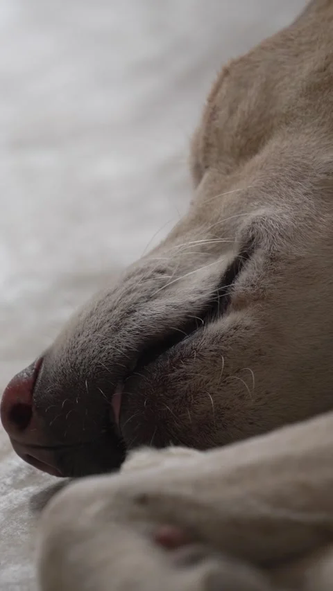 Close-Up of Dog Nose and Lips Breathing Footage Stock Footage 320363114