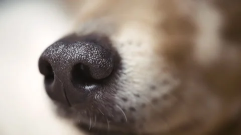 Close up of dog nose Stock Footage 320464265