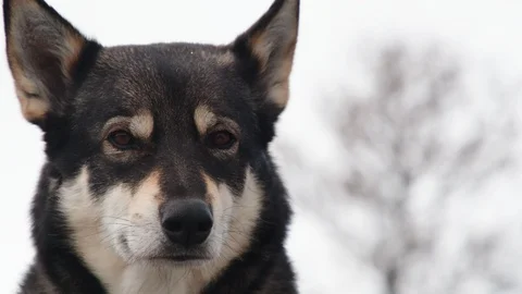 Close up of dog outside Stock Footage 118102119