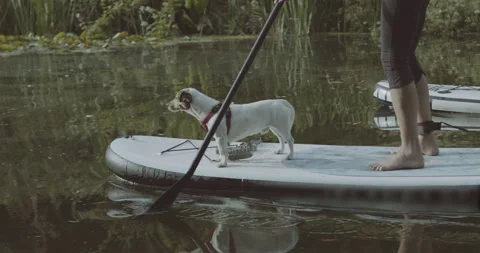 Close up of Dog on paddle board with female relaxation exercise on river in Stock Footage 133093653