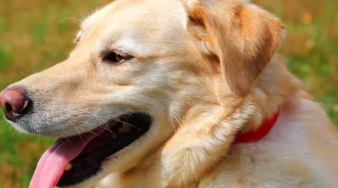Close-Up of Dog Panting Stock Footage 35721802
