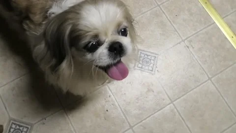 A Close Up of a Dog Panting Video stock 155397818