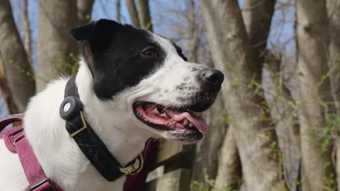 Close up of dog panting Stock Footage 280285653