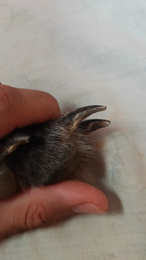 Close-up of Dog Paws and Claws: Canine Anatomy 스톡 동영상 332816132