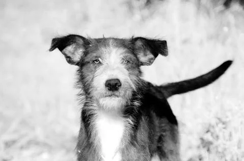 Close-up of a dog Stock Photos