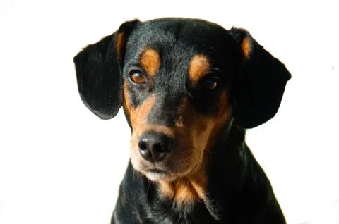 Close-up of a dog Stock Photos