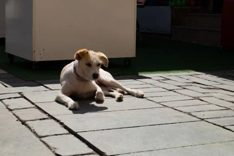 Close-up of a Dog Stock Photos