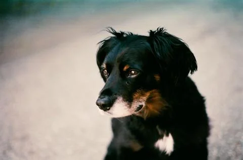 Close Up On Dog Stock Photos