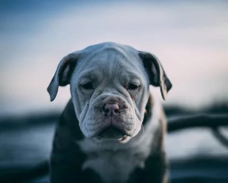A close up of a dog Foto stock