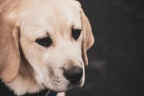 Close up of a dog Stock Photos