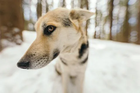 A close up of a dog Stock Photos