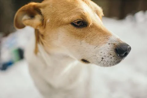 A close up of a dog Stock Photos