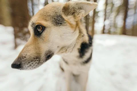 A close up of a dog Stock Photos
