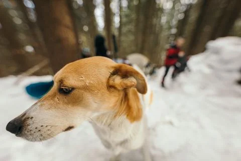A close up of a dog Stock Photos