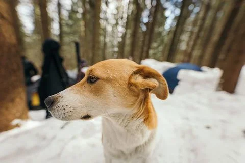 A close up of a dog Stock Photos
