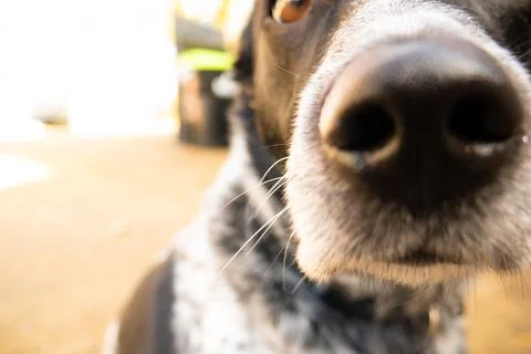 Up Close Dog Stock Photos