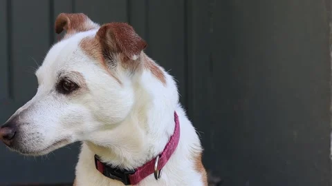 Close-up of dog on porch Stock Footage 230111136