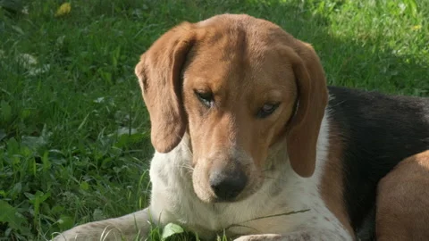 Close up dog portrait breed beagle lying outdoors. Animal is looking at camera Stock Footage 230391473