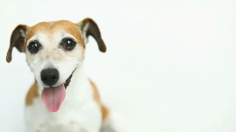 Close up dog portrait. White background. Video footage Vídeo Stock 91685014
