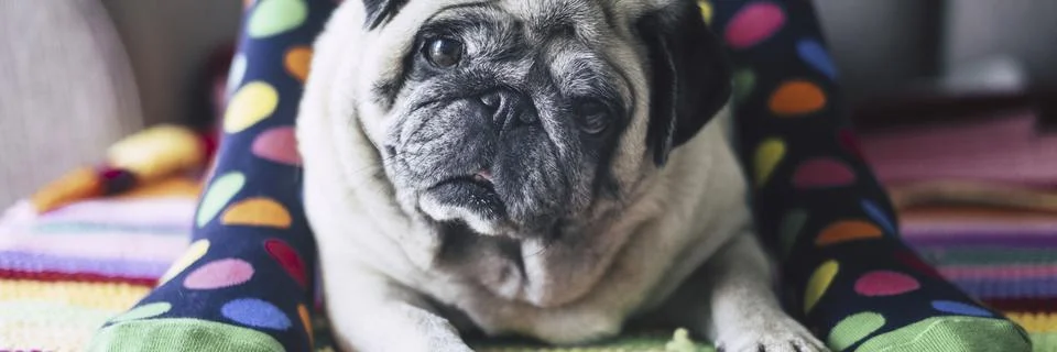 Close up of dog pug face expression laying in the middle of owner feet wearin Stock Photos