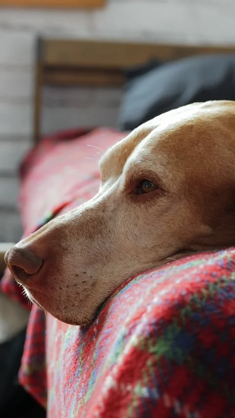 Close-Up of Dog Resting on Bed 스톡 동영상 320803865