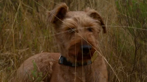Close-up of dog resting in grassland Stock Footage 54591359