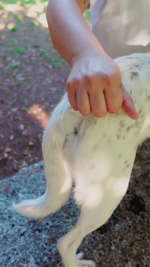 Close up of a dog on a rock being brushed by its owner with her hands Video stock 280470684