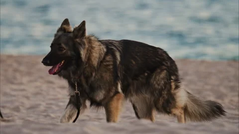 Close up of a dog running and playing on the beach on a leash Stock Footage 304250732