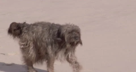 Close up of dog running on sandy beach during day time in slow motion Stock Footage 157138334