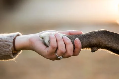 Close up of dog shaking hands with her female owner. Stock Photos