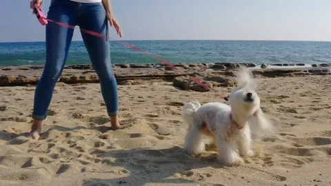 Close up dog shaking in slow motion. Stock Footage 118573319