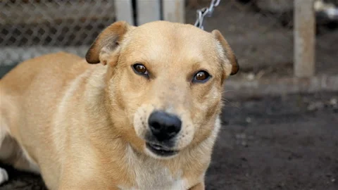 Close-up of a dog. shows the language. Slow motion Stock Footage 90912441