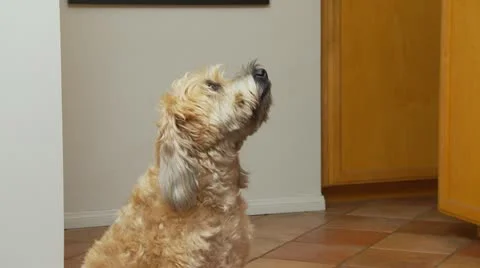 Close up of dog sitting and getting a treat Stockbeeldmateriaal 11520928