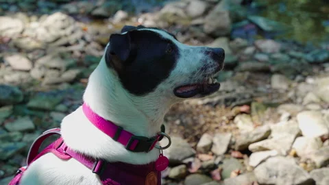 Close up of a dog sitting and looking up Stock Footage 249835672
