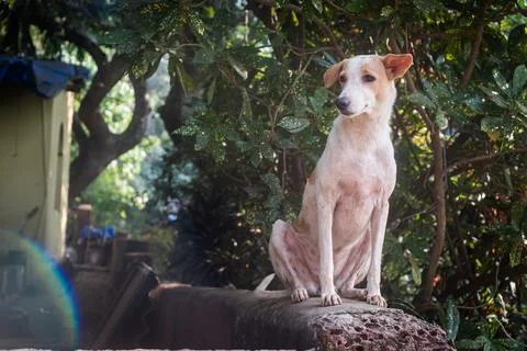 Close-Up Of Dog Sitting On Ledge Stock Photos