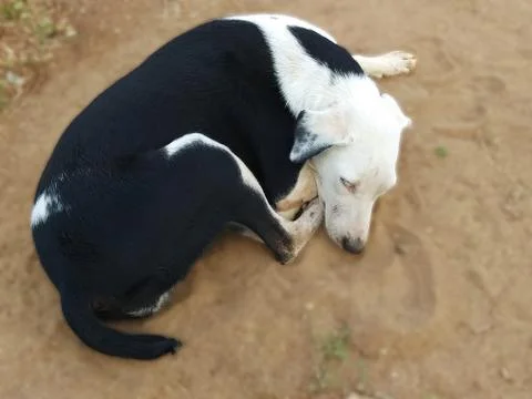 Close up of a dog sleeping, selective focus. Stock Photos