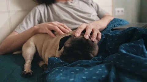 Close-up. The dog sleeps in bed. Young man petting a dog that sleeps on the bed Stock-Footage 196813305